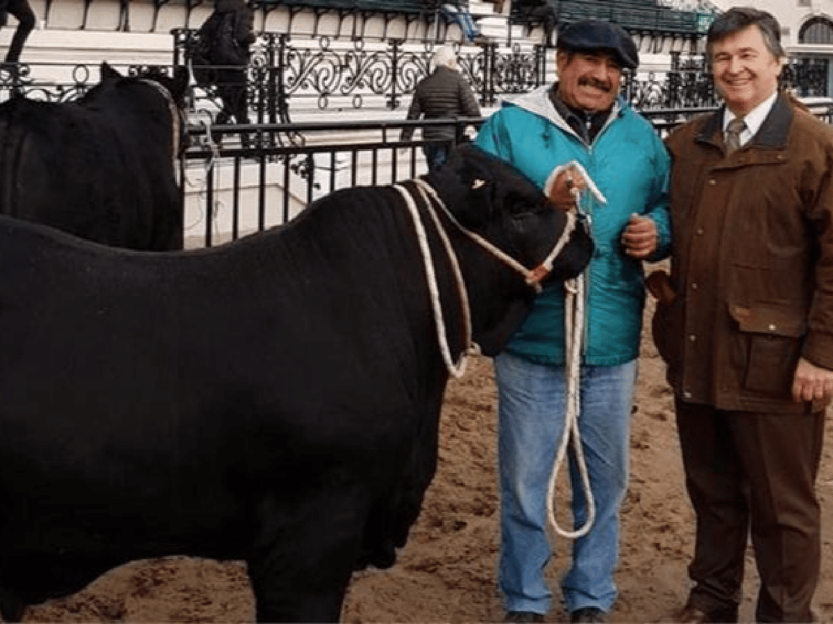 Apolo, el primer toro en pisar la Rural de Palermo 