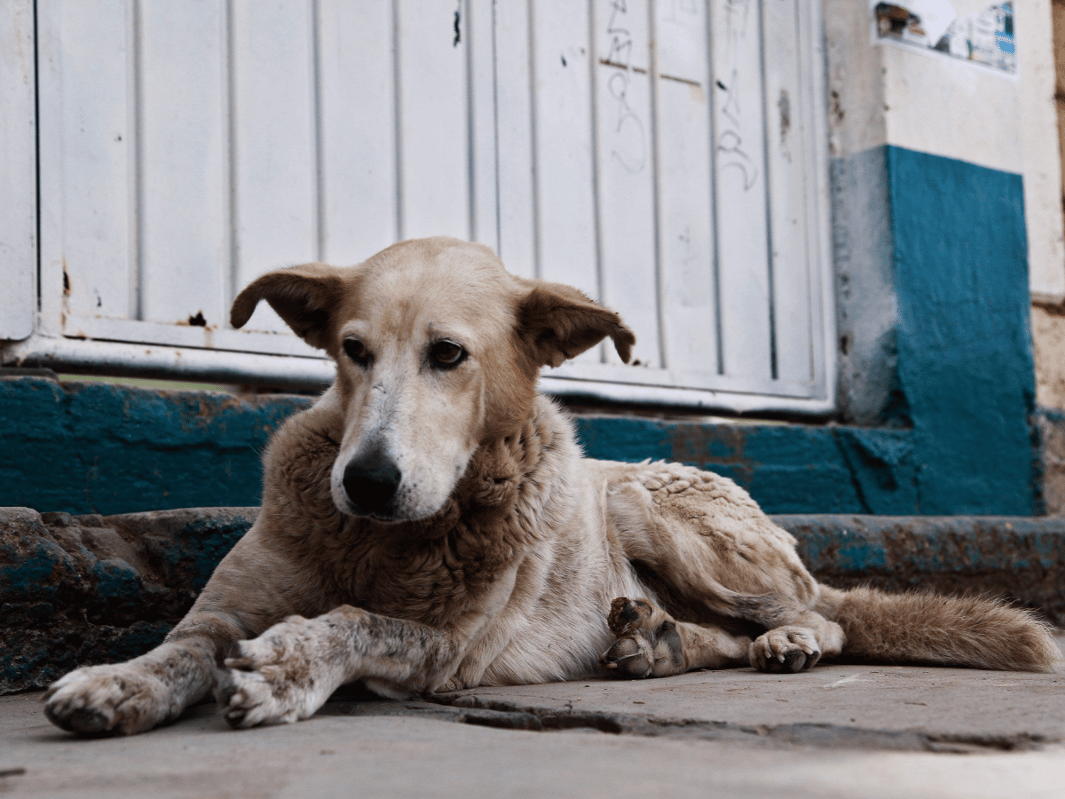 Alta Gracia reduce 50% el impuesto a la propiedad para quienes adopten perros callejeros