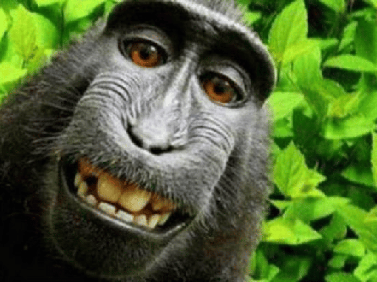 El macaco indonesio que se hizo una selfie, nombrado "personalidad del año"