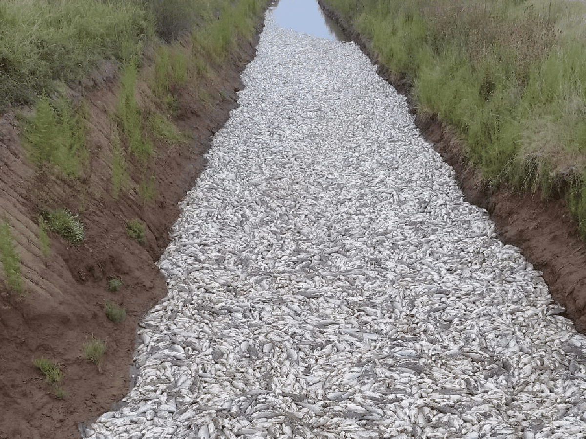 Peces muertos cerca de El Fortín: “Es provocado por las altas temperaturas y falta de agua” 