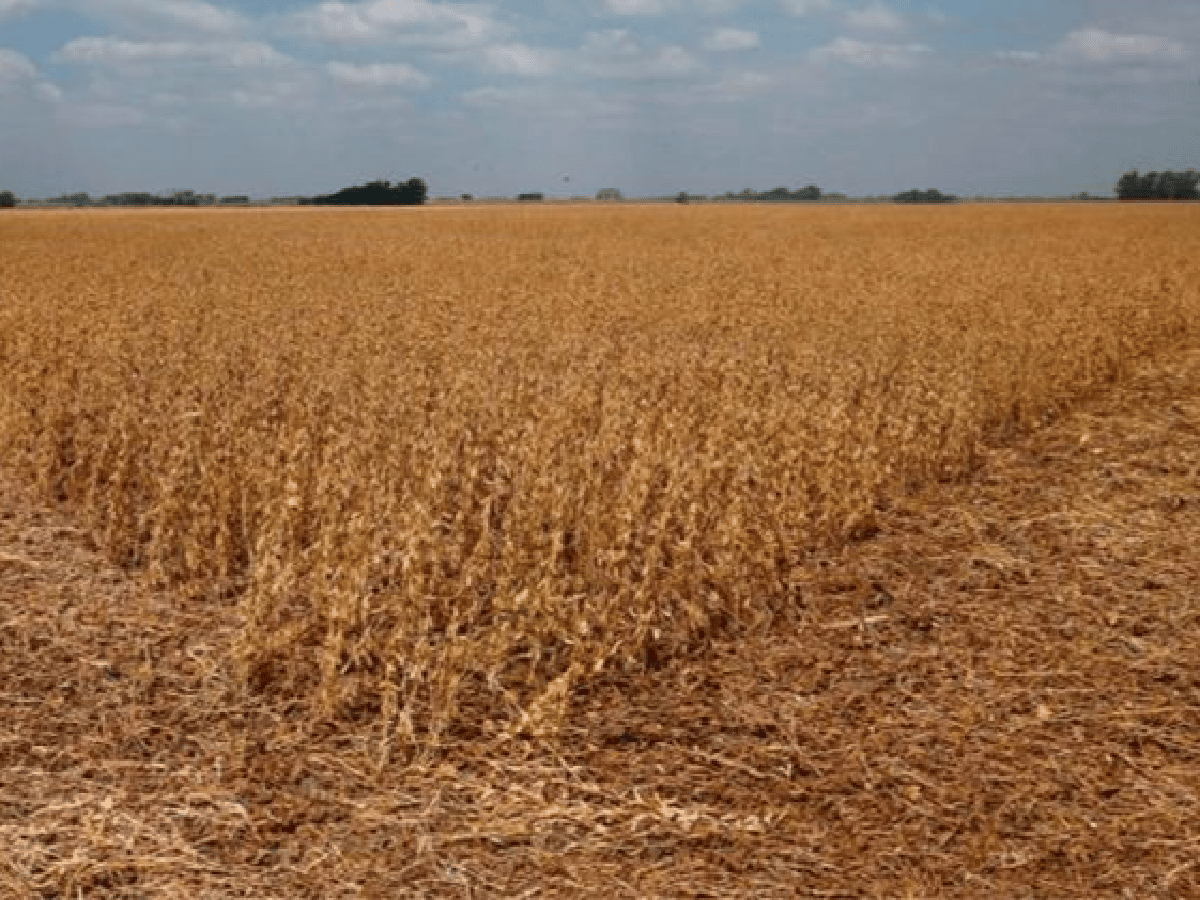 La soja resistente a sequía sumó el gen anti glifosato