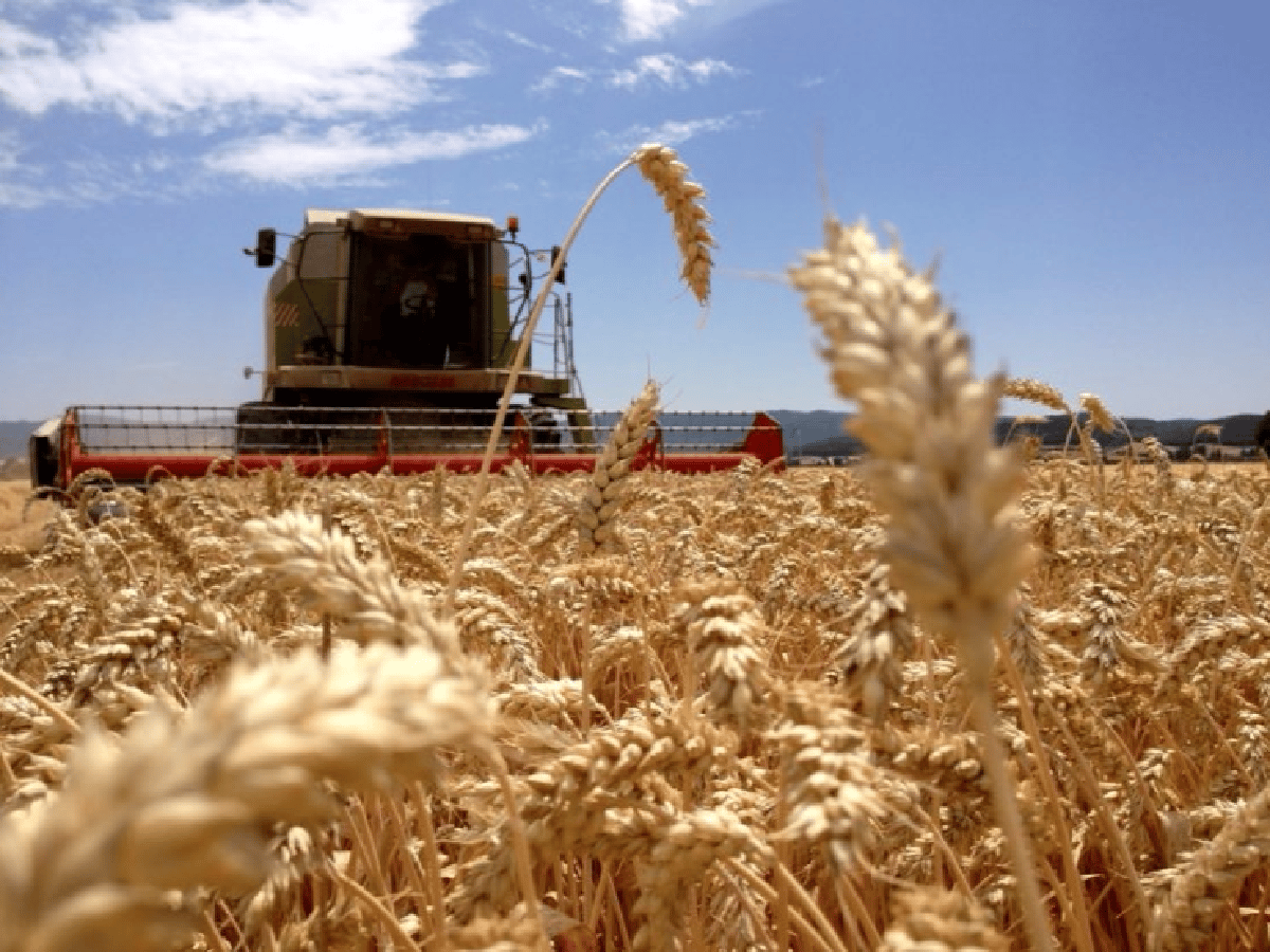 Exportación de trigo alcanzaría este mes, su récord en 30 años 