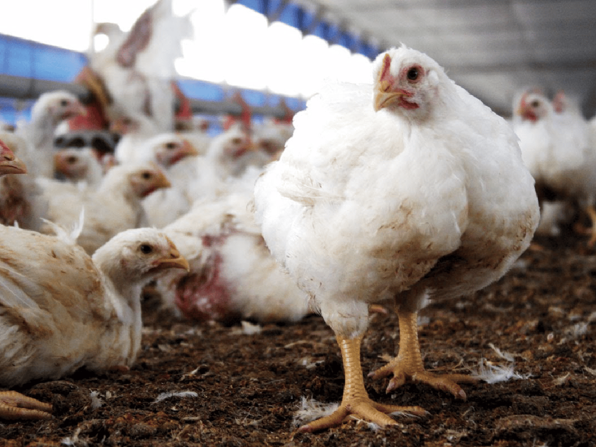 La avicultura genera más de 50.000 puestos de trabajo en todo el país