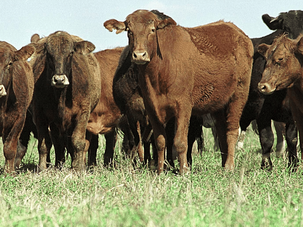 Advertencias por rabia en bovinos 