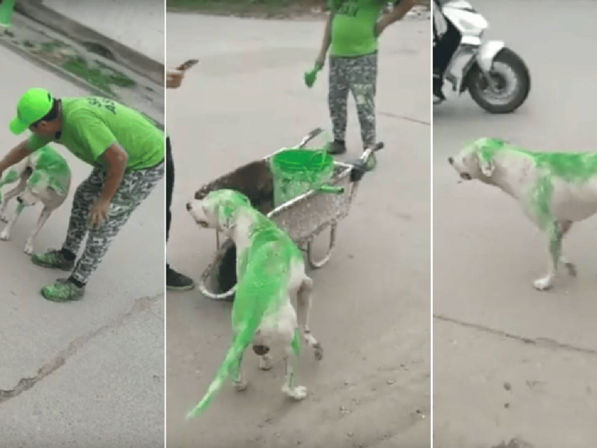 [Video] Repudiable: militantes pintaron a un perro de verde en Tucumán