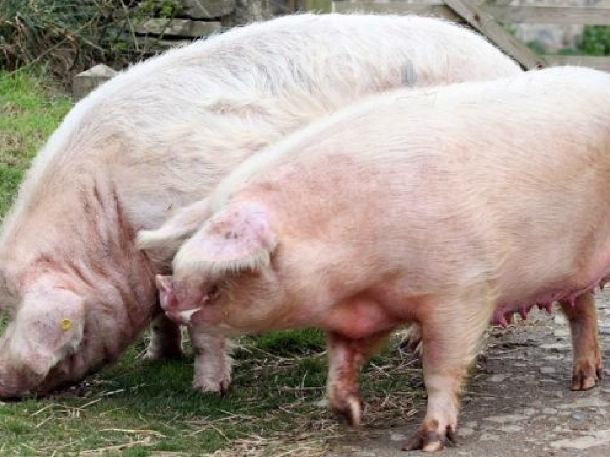 Porcinos: advierten que los saldos de IVA conspiran contra nuevas inversiones 