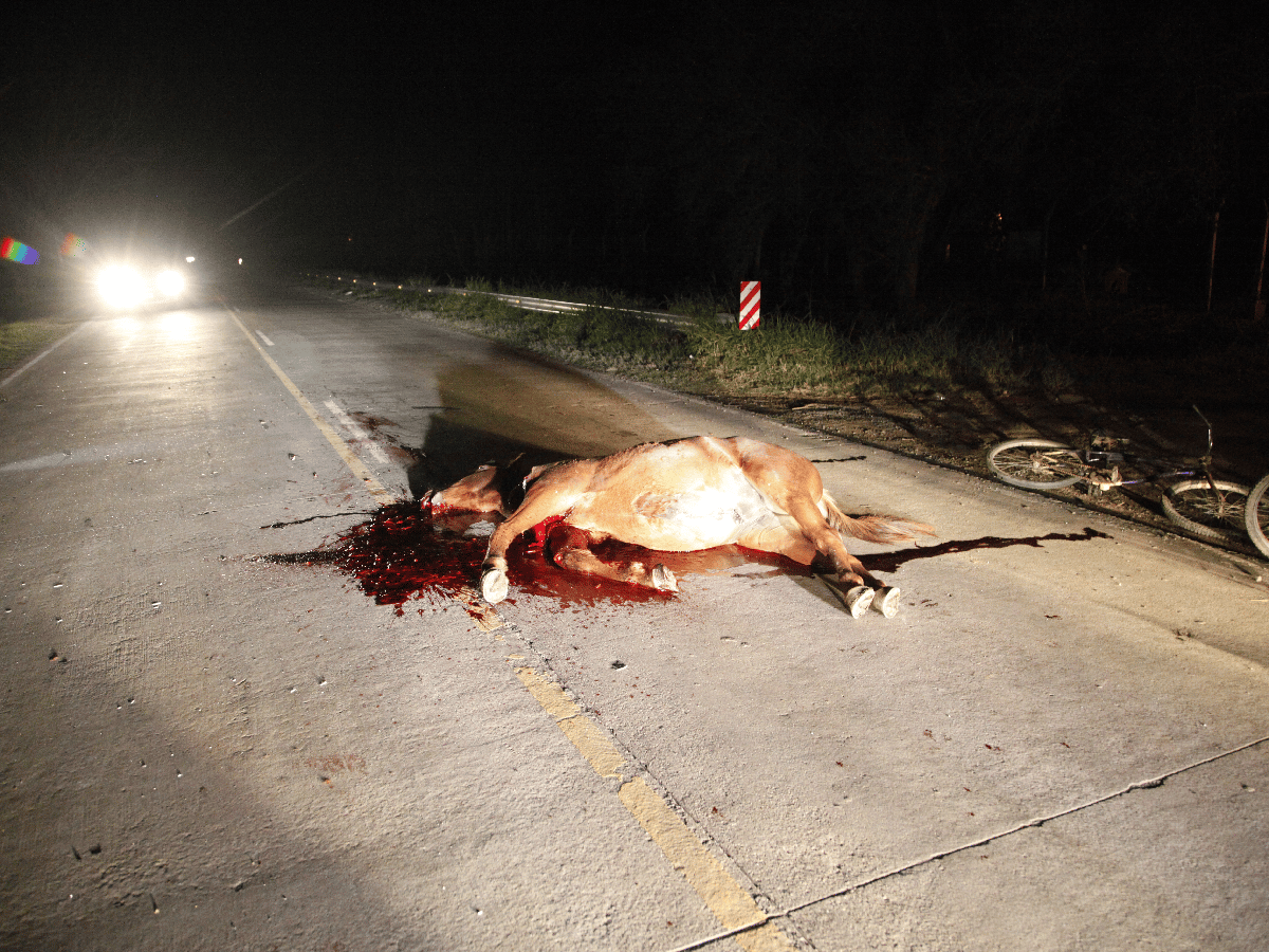 Pudo haber sido una tragedia: automóvil chocó caballo en avenida Caseros
