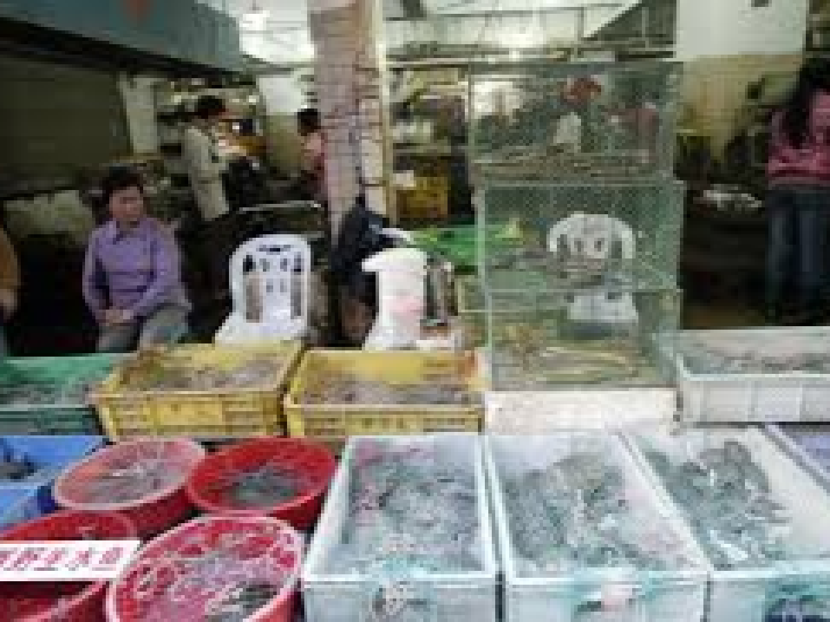 En China continúan vendiendo murciélagos para comer pese al peligro sanitario por el coronavirus