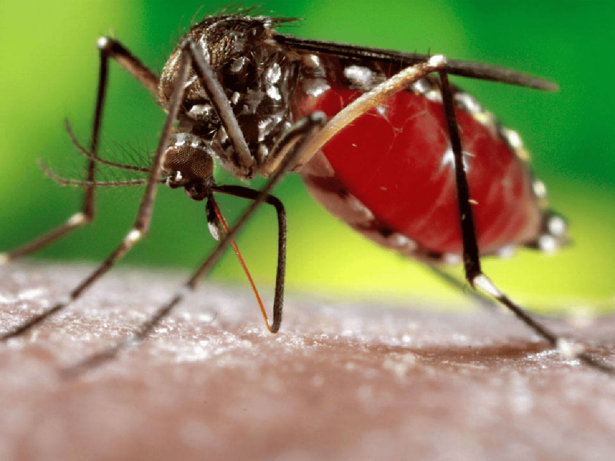 Confirman un caso de dengue en Córdoba