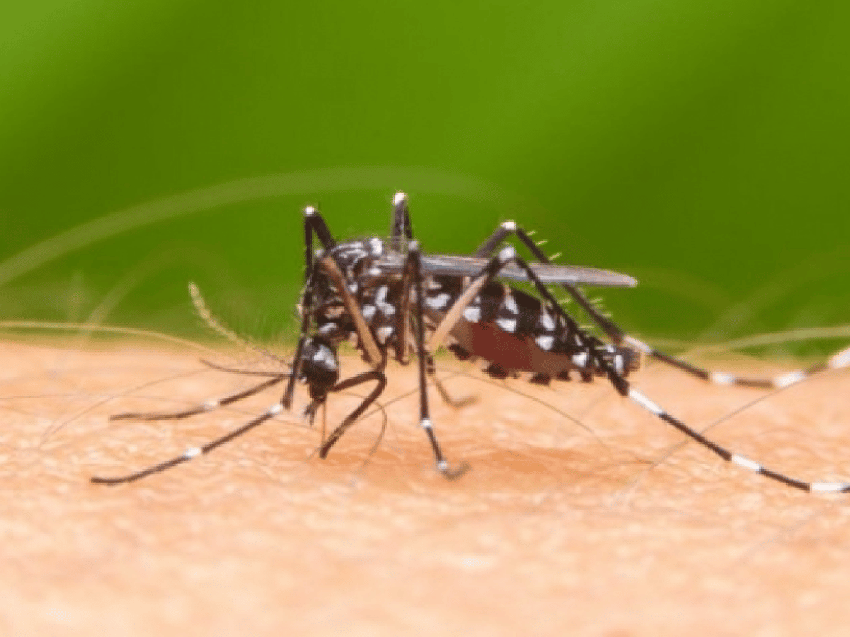 Cinco nuevos casos de dengue en Córdoba 