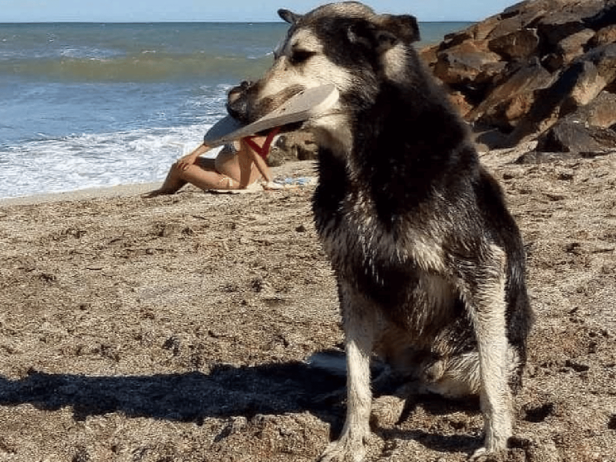 [Video] Furor en la costa por el perro "roba ojotas"