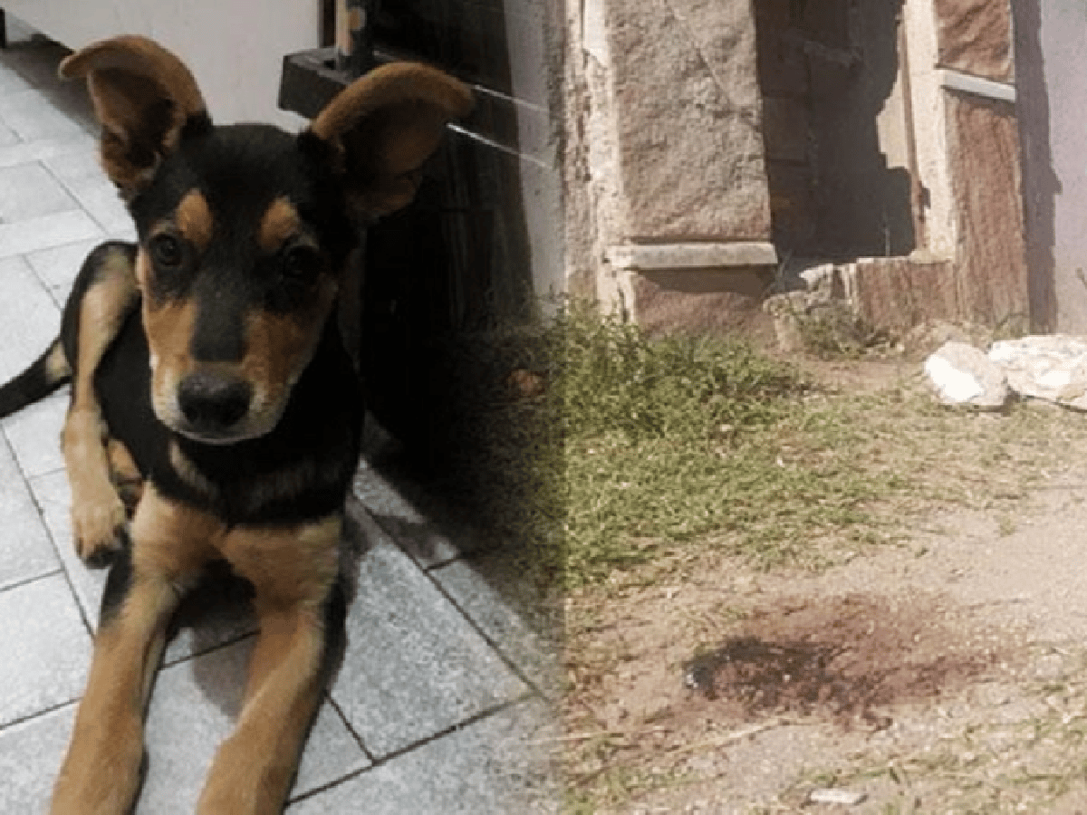 Córdoba: denuncian a un hombre que habría matado a una perra “por comerle el asado”