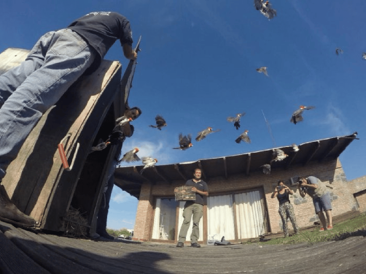 Ambiente liberó 700 aves autóctonas que fueron incautadas en Córdoba