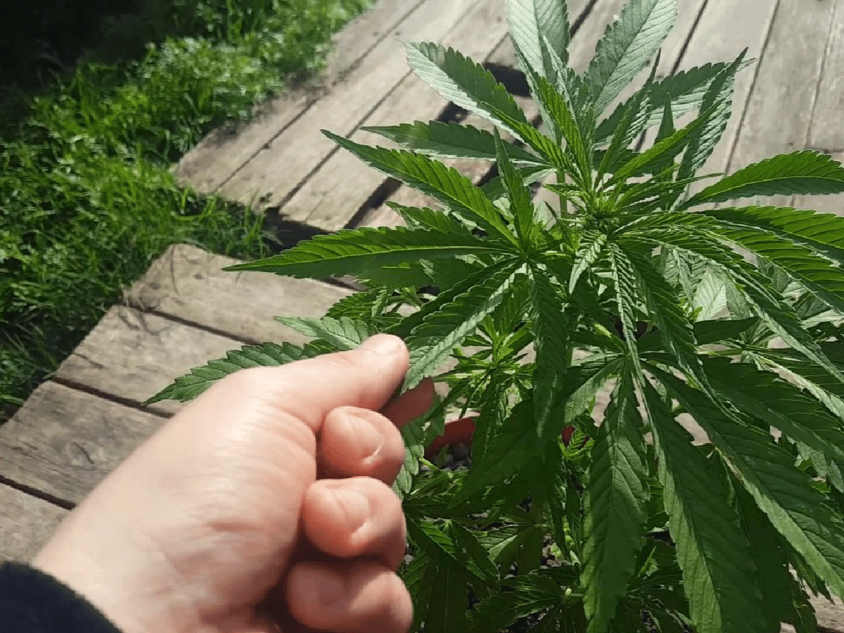 Arroyito: buscaban elementos  robados y hallaron una planta de marihuana  
