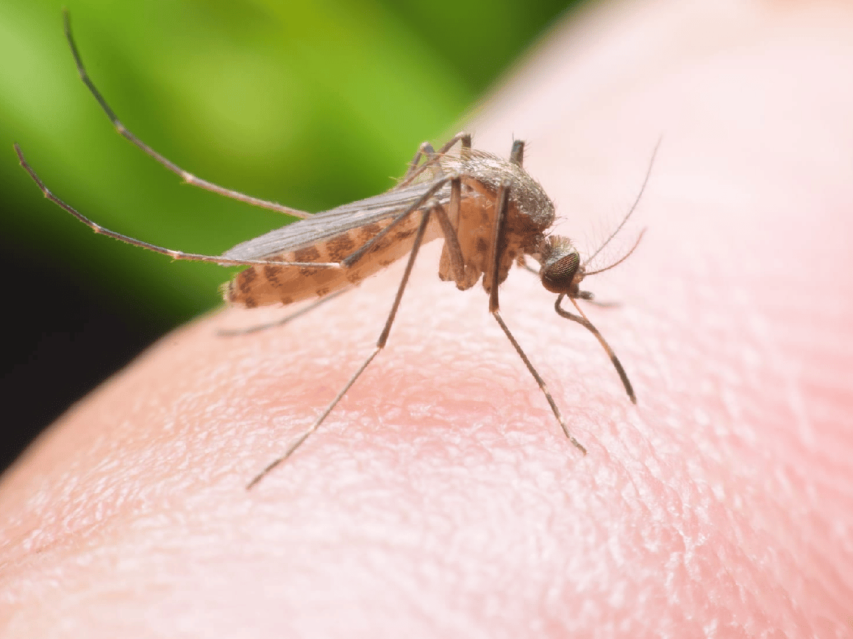 Un posible final para la picadura de mosquito
