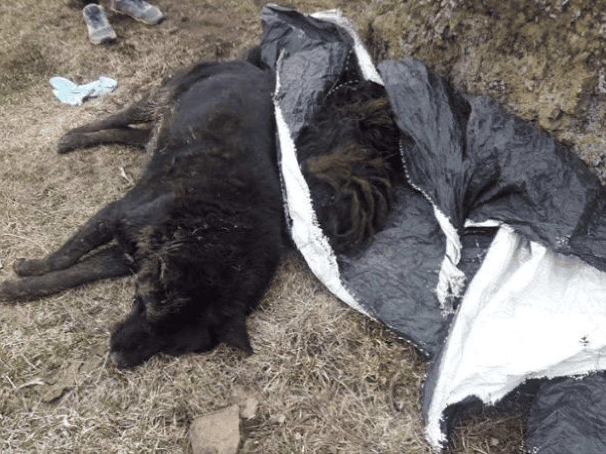 Más de 60 perros aparecieron muertos en Santa Cruz y declaran la emergencia medioambiental