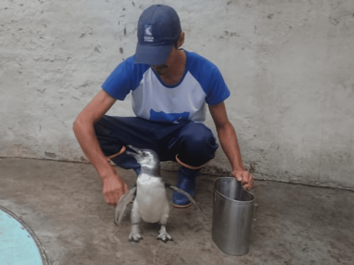 Rescataron un pingüino en Santa Rosa: lo tenía un vecino en el patio