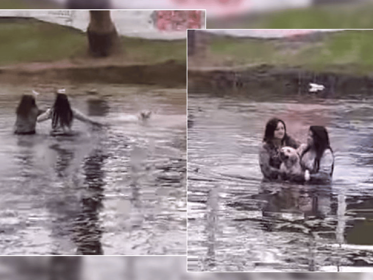 [Video] Se arrojaron a un lago para salvar a un perro que se ahogaba