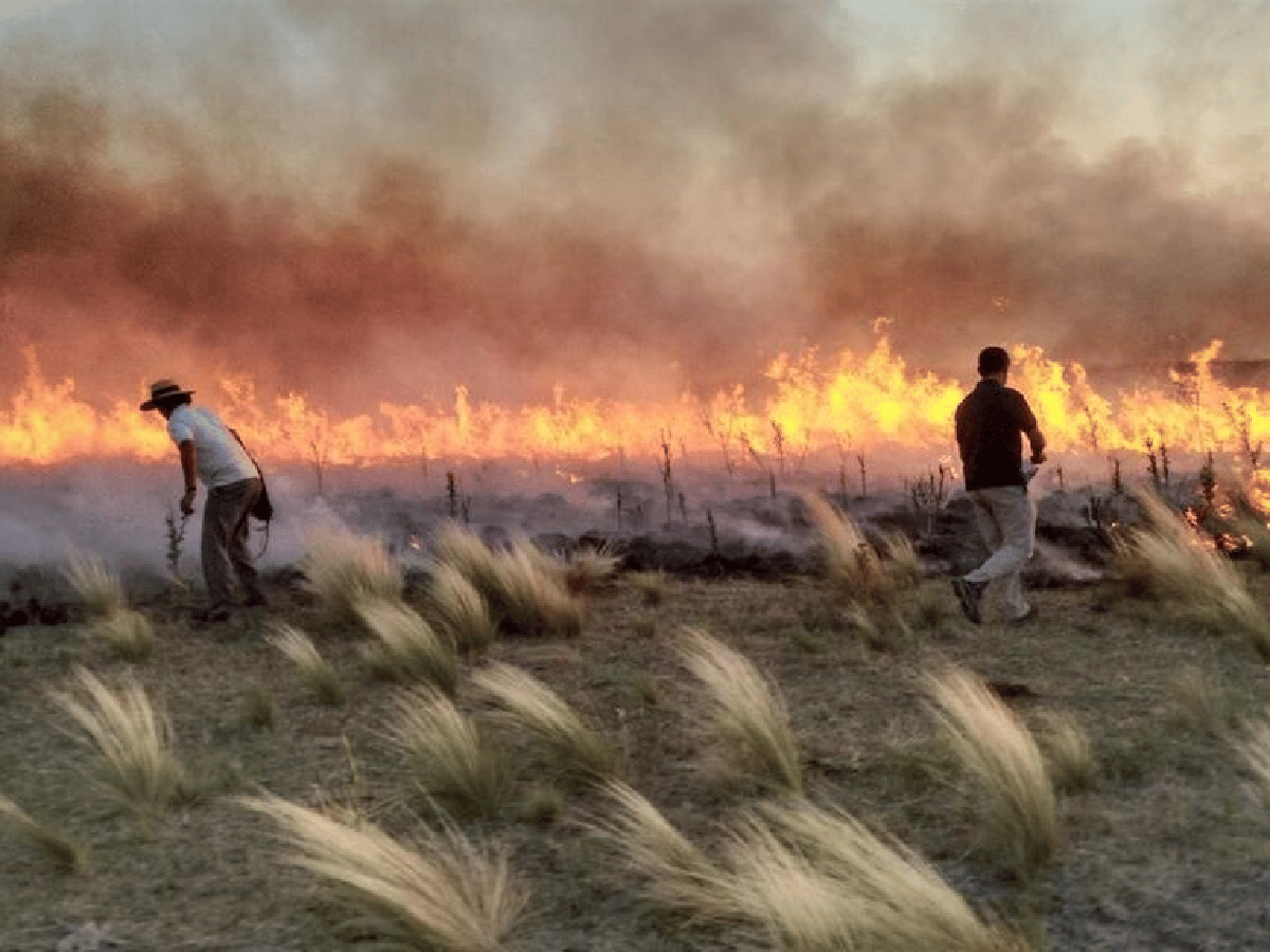 Se quemaron más de 230 mil hectáreas en Mendoza y La Pampa 