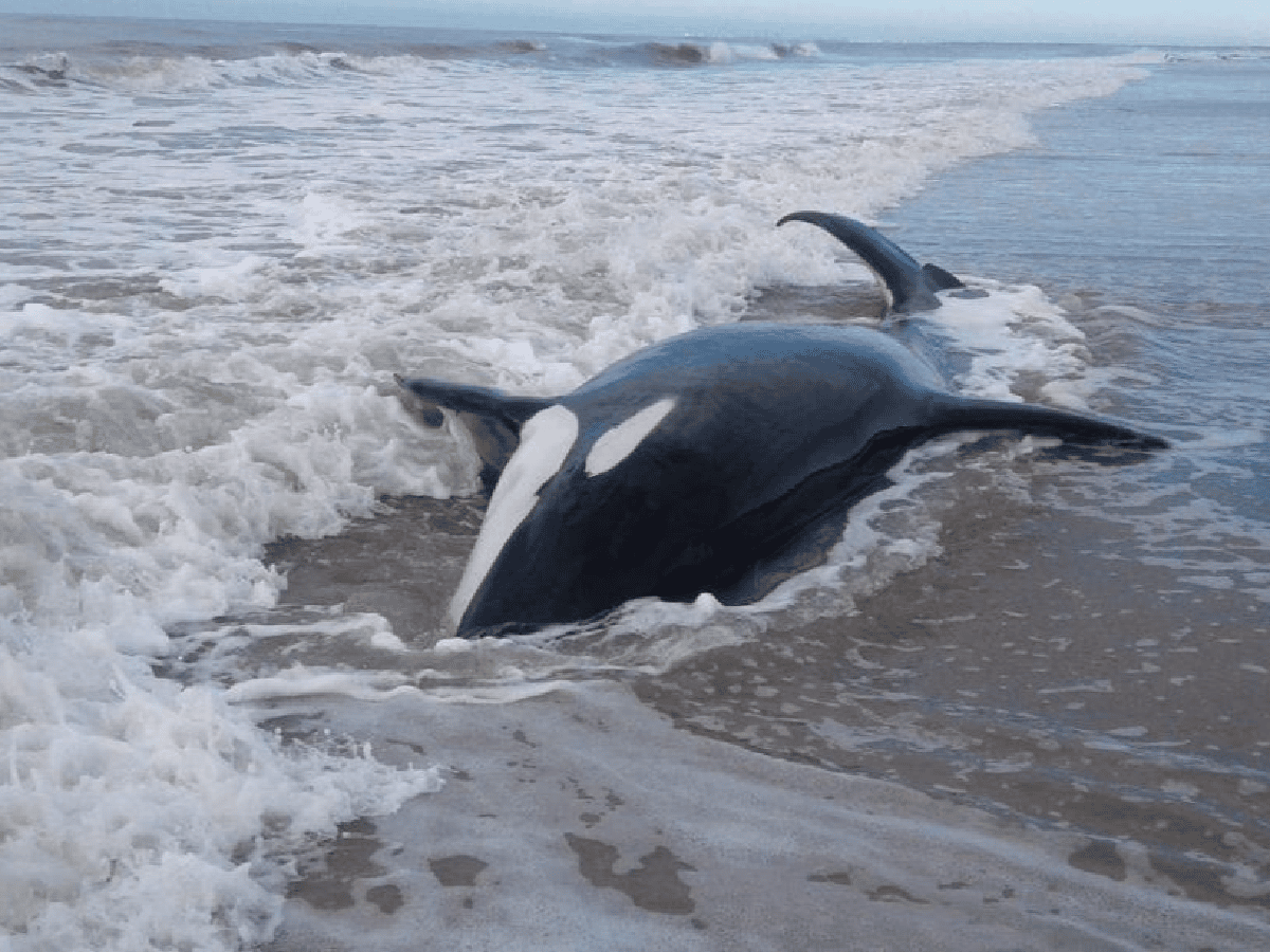 [Video] Intentan devolver al mar a siete orcas encalladas en la costa del partido bonaerense de Mar Chiquita