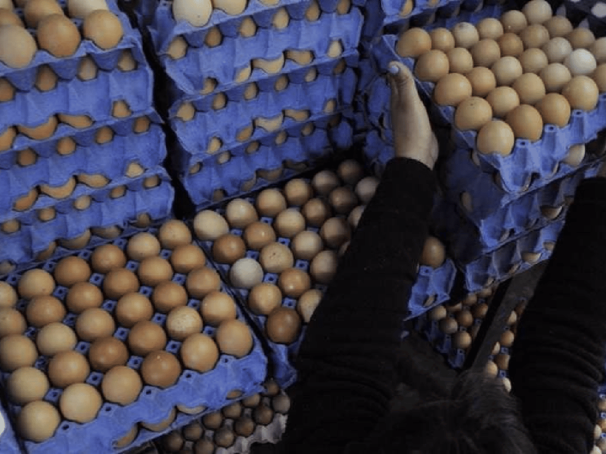 Alimentos: controlan la venta de huevos ante la detección de salmonella