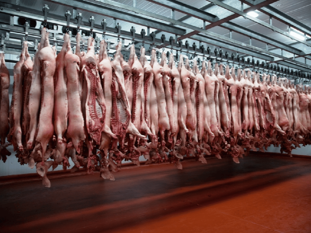 Córdoba entre las provincias que mayor cantidad de carne porcina produce en el país