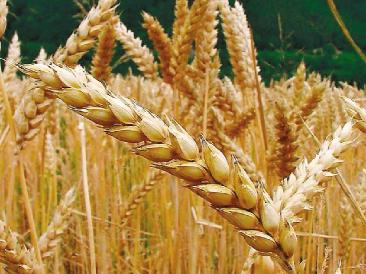 La oportunidad que brinda el trigo