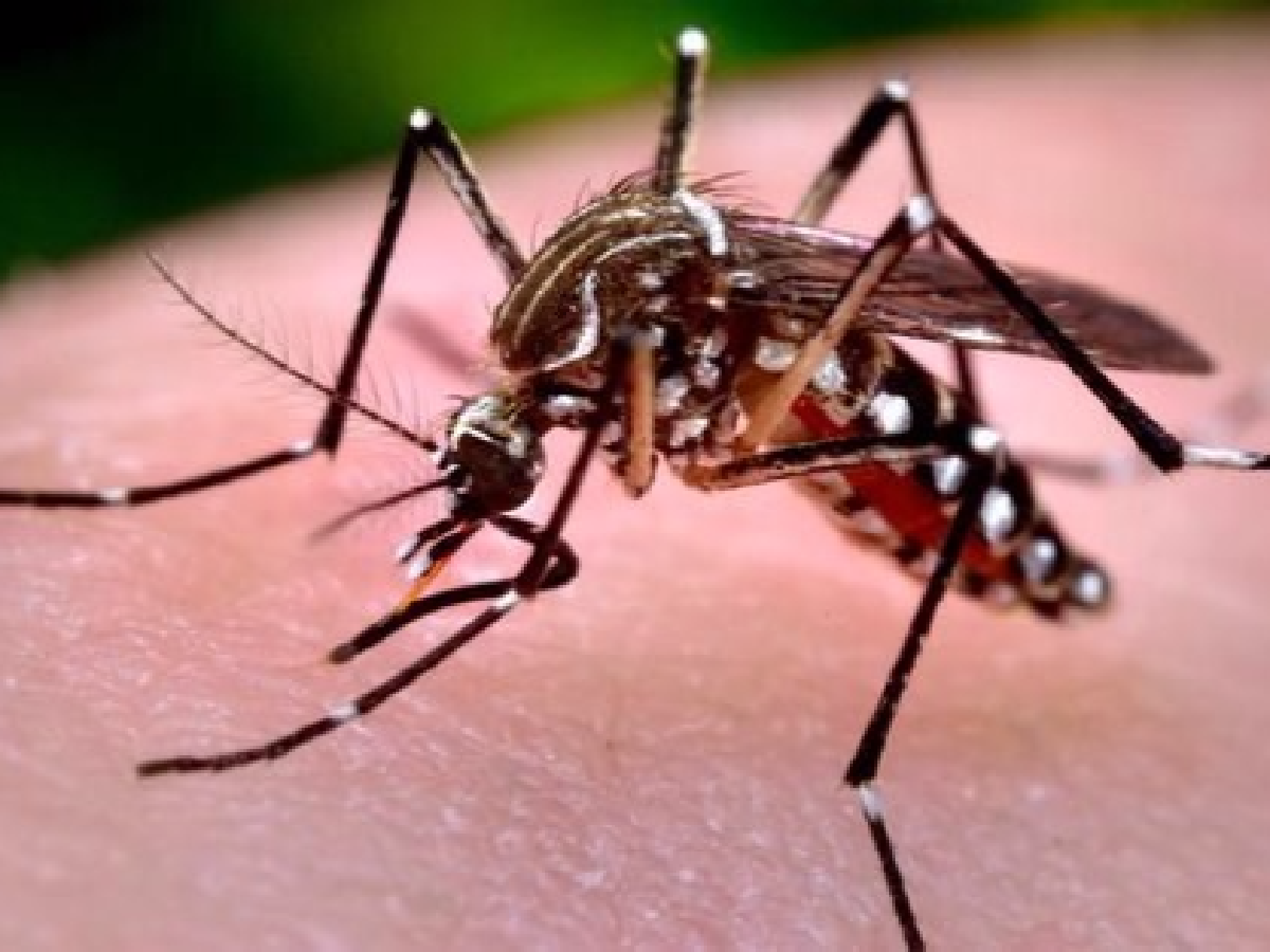 Cinco nuevos casos de dengue en Córdoba 