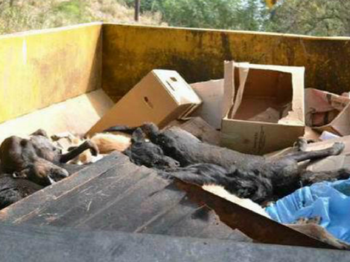 Ex intendente de Deán Funes será juzgado por maltrato animal