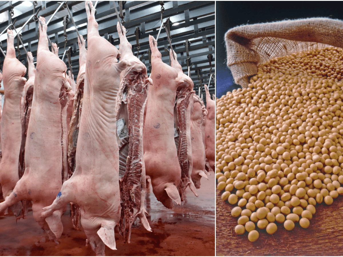 Por la peste porcina en China, la Argentina exportaría 3,5 millones de toneladas menos de soja en 2020 