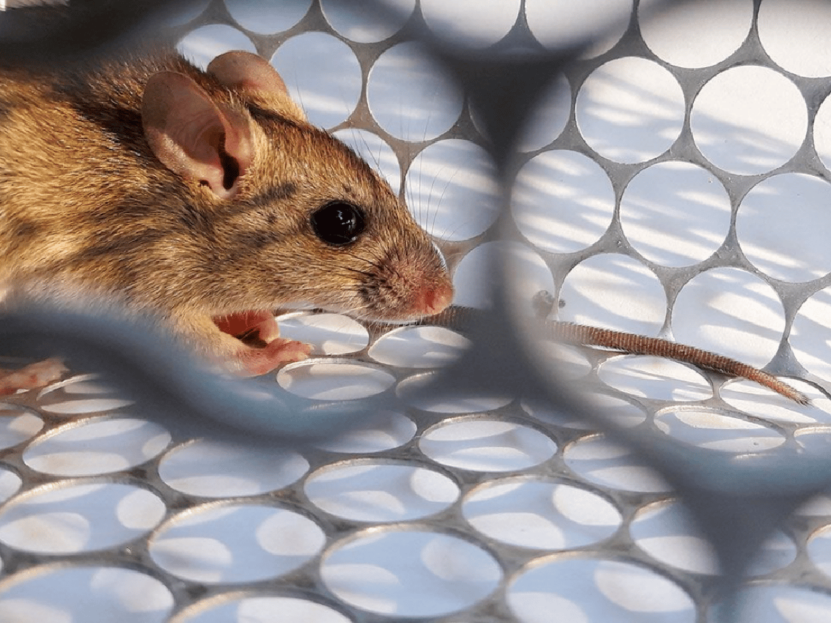 Hantavirus: el ratón macho contagia más que la hembra y el adulto más que el joven, según un estudio
