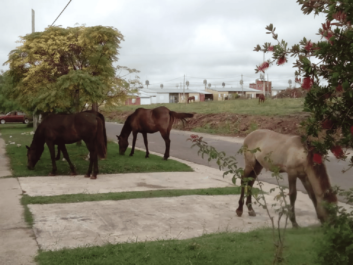 Municipio aplicará fuertes multas por caballos sueltos en la vía pública