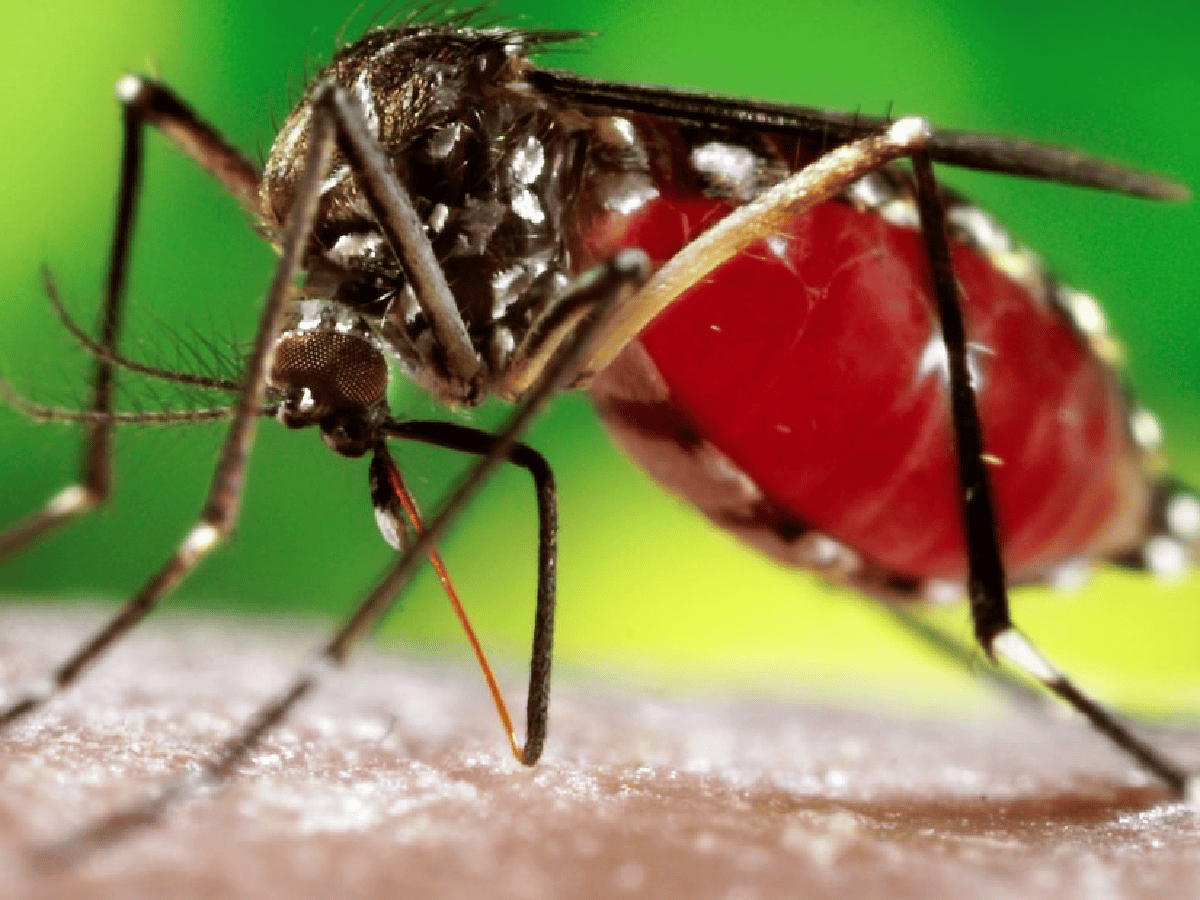 Dengue: confirmaron 267 casos en Santiago del Estero 