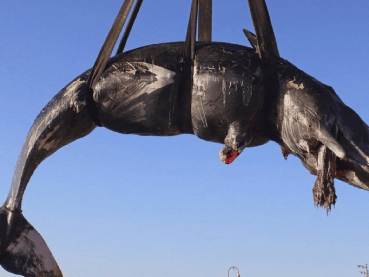 Hallan en Italia una ballena con 22 kilos de plástico en el estómago