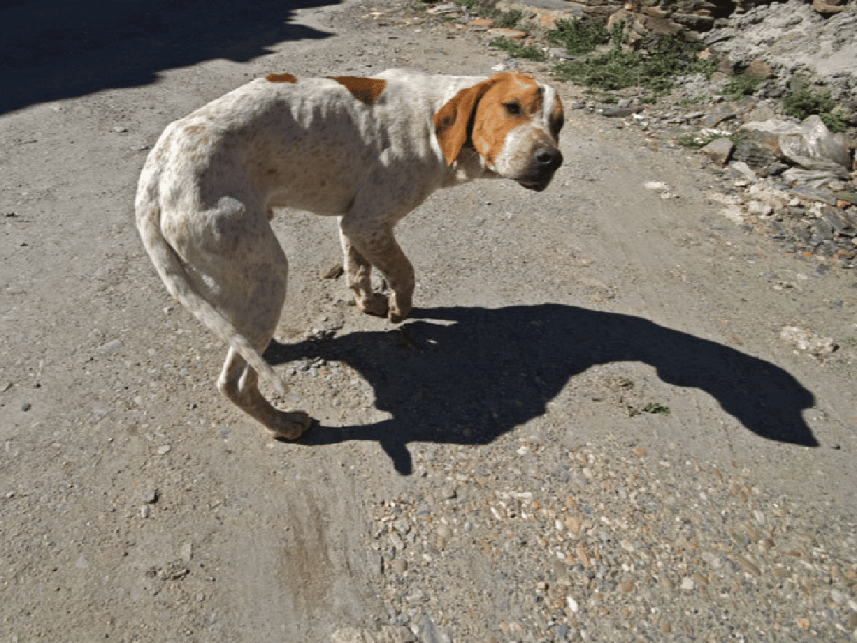 Secuestran en Arroyito 14 perros enfermos y en estado de desnutrición