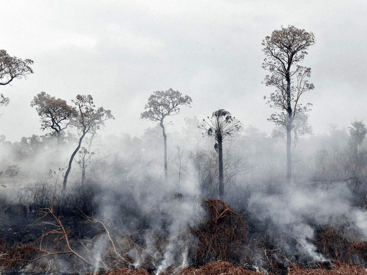 Recuperar el ecosistema del Amazonas llevará entre 200 y 500 años, según especialista