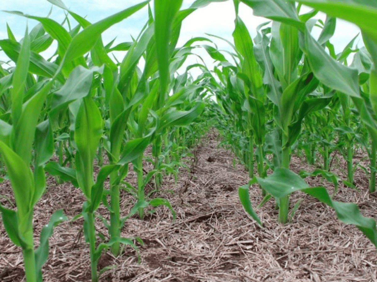 Córdoba: más de la mitad de lotes de soja y maíz serán de siembra tardía     