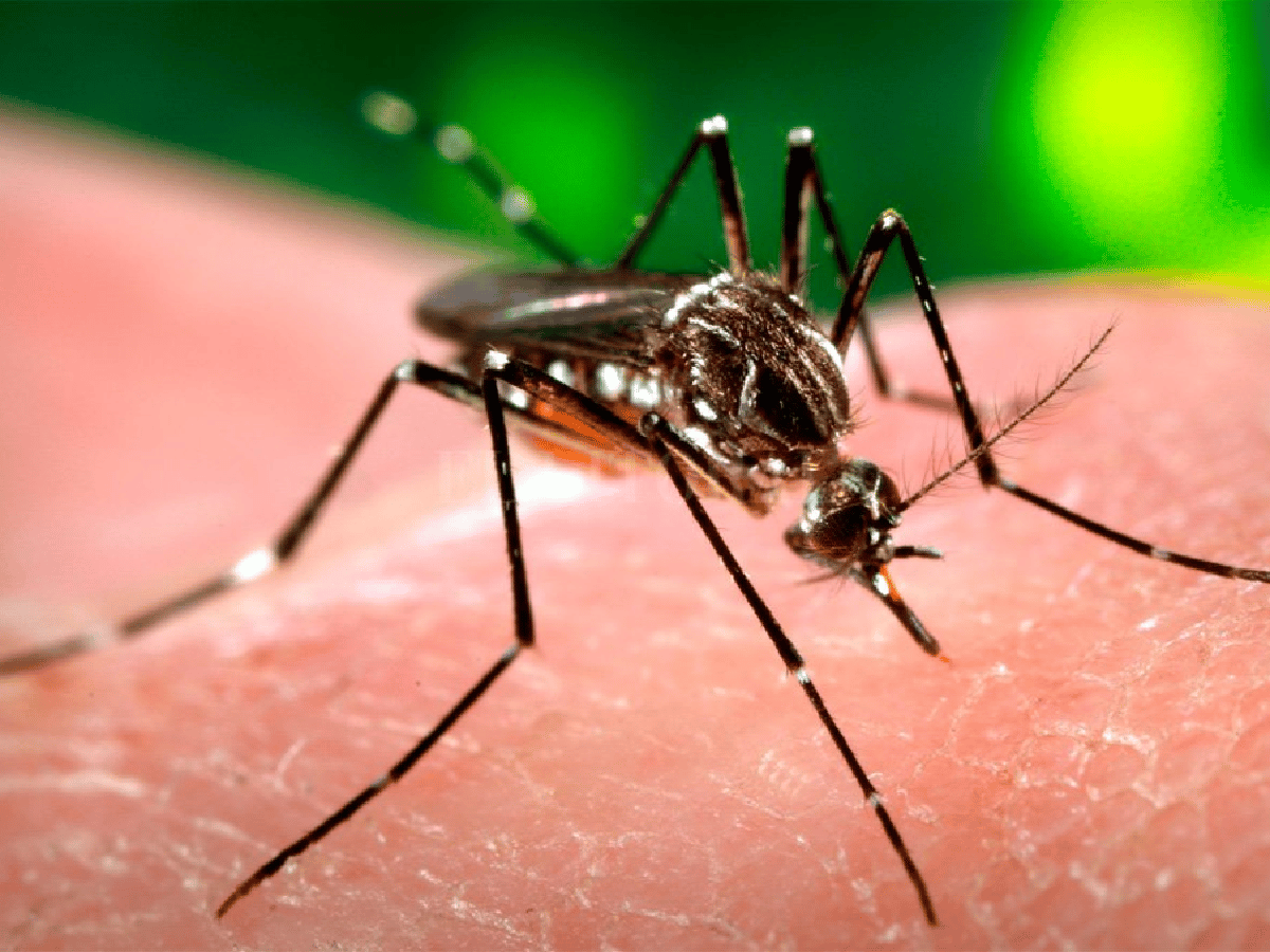 Confirman los primeros cinco casos de dengue autóctono en Santa Fe