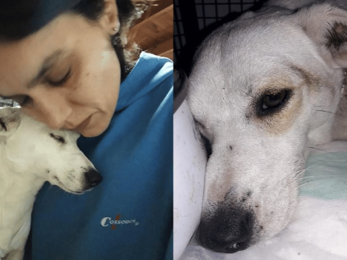 Indignación en Río Cuarto por Rosita, la perra despellejada que pelea por su vida
