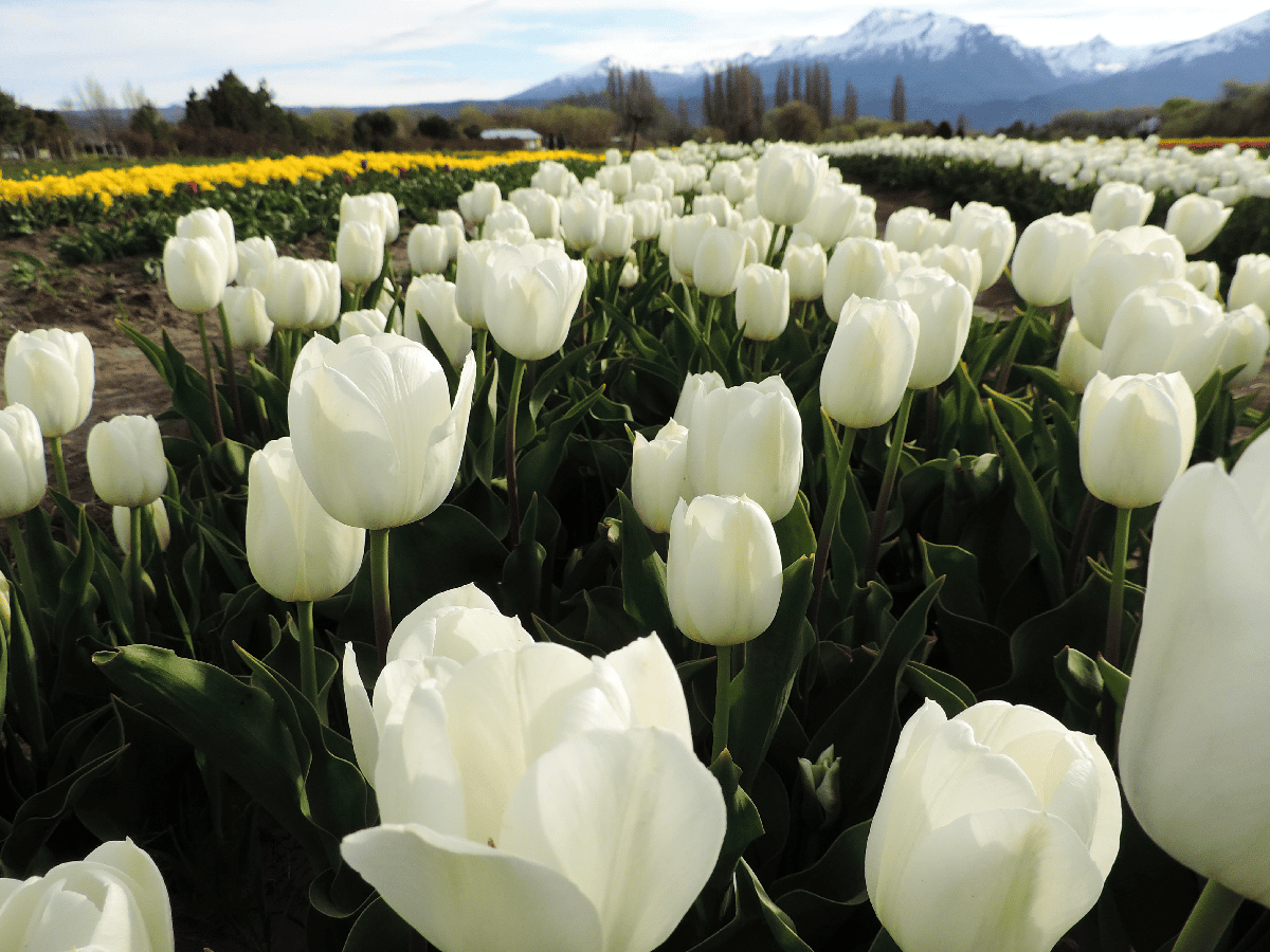 Una alfombra de colores tapiza los campos de Esquel con el florecer de los tulipanes