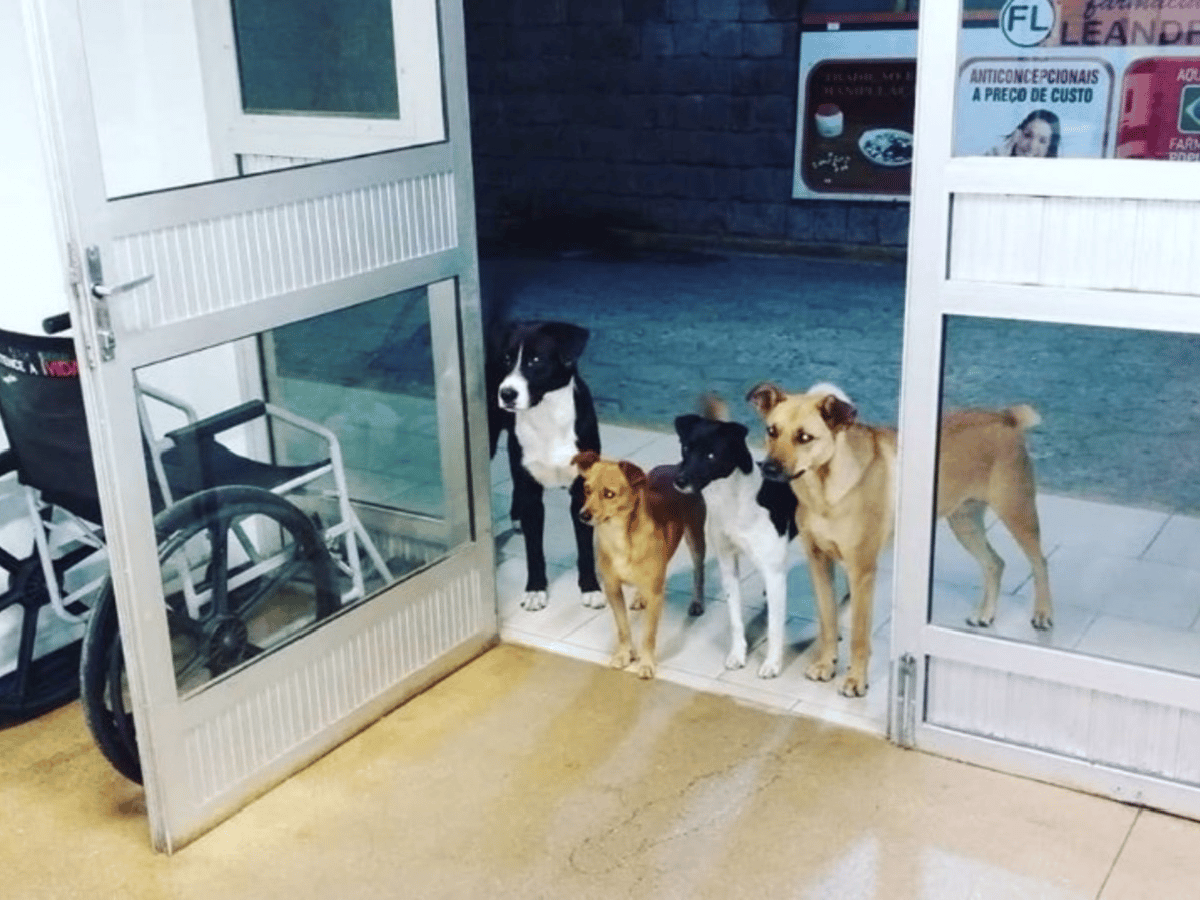 Cuatro perros esperaron  en la puerta de un hospital mientras  su dueño era atendido