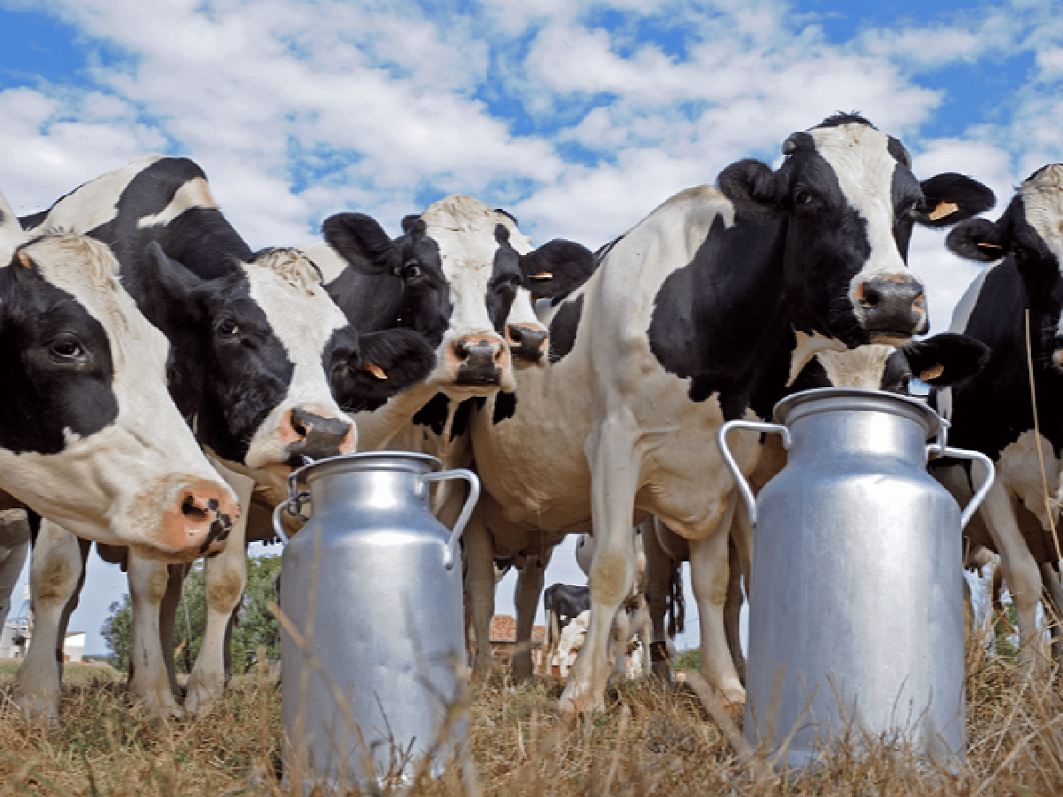 En diciembre, habrá Mercado Futuro para la leche 