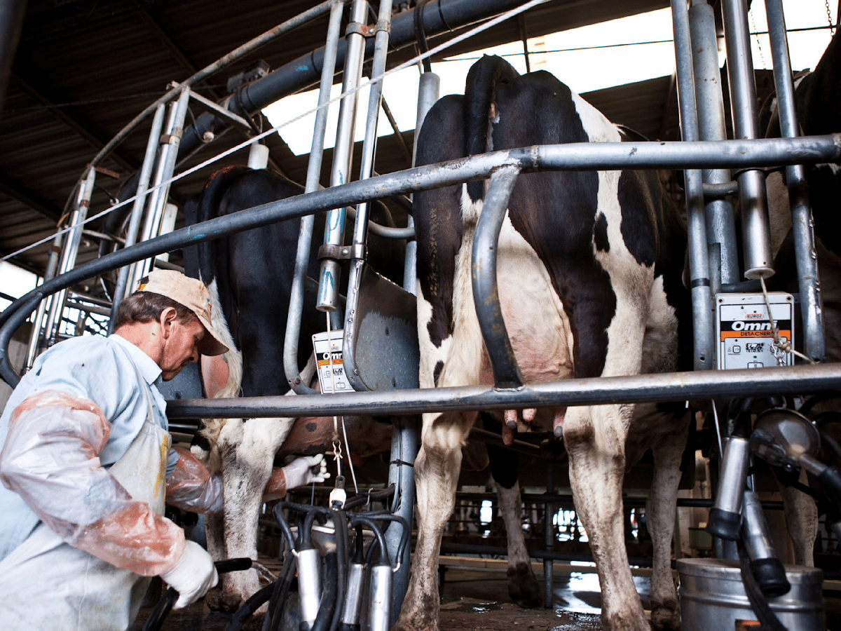 Córdoba es la que más leche produce con 2800 tambos activos