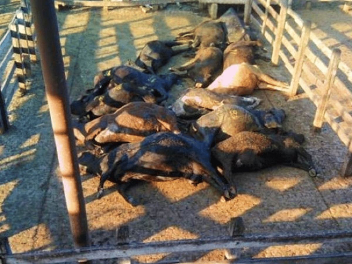 Por la ola de calor, murieron 100 vacas en el Mercado de Liniers
