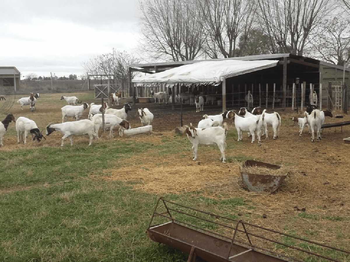 En un pueblo de vacas, una familia cría cabras a una cuadra de la plaza 