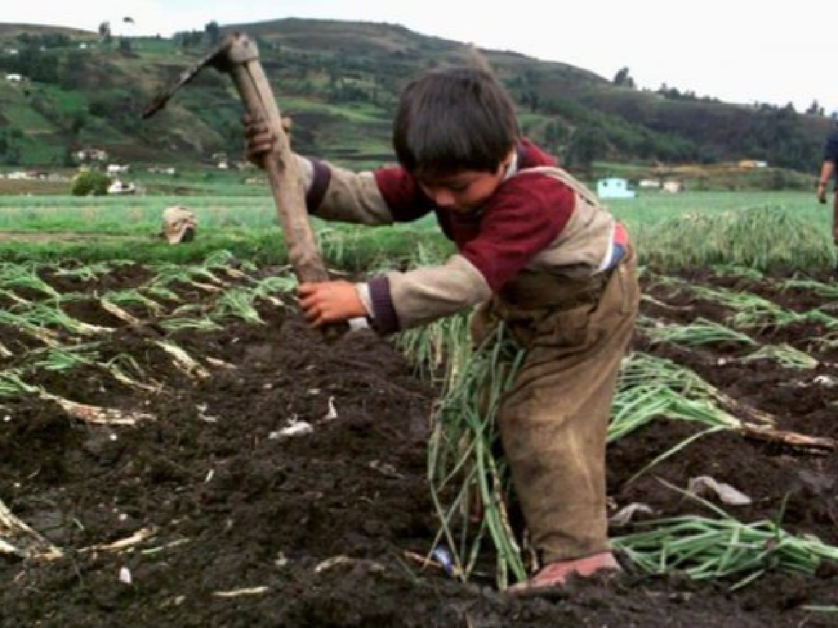 En Jujuy autorizan el trabajo infantil en la cosecha tabacalera