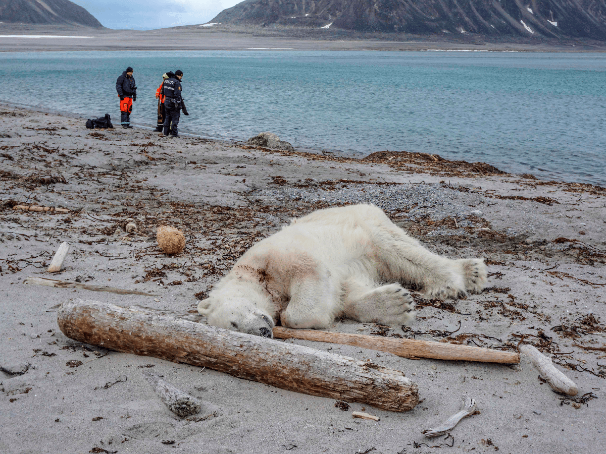 Matan en Noruega a oso polar  que atacó a un guía turístico