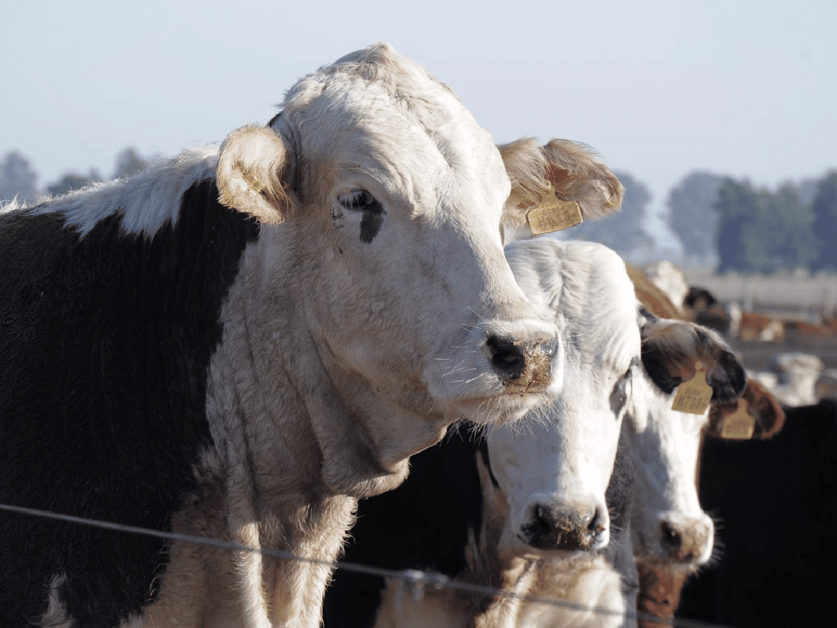 Nuevos sistemas de clasificación para faena y de tipificación bovina