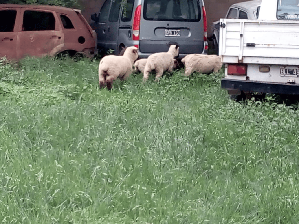 Llevaban cuatro corderos en una camioneta y los detuvo la Policía de Sacanta