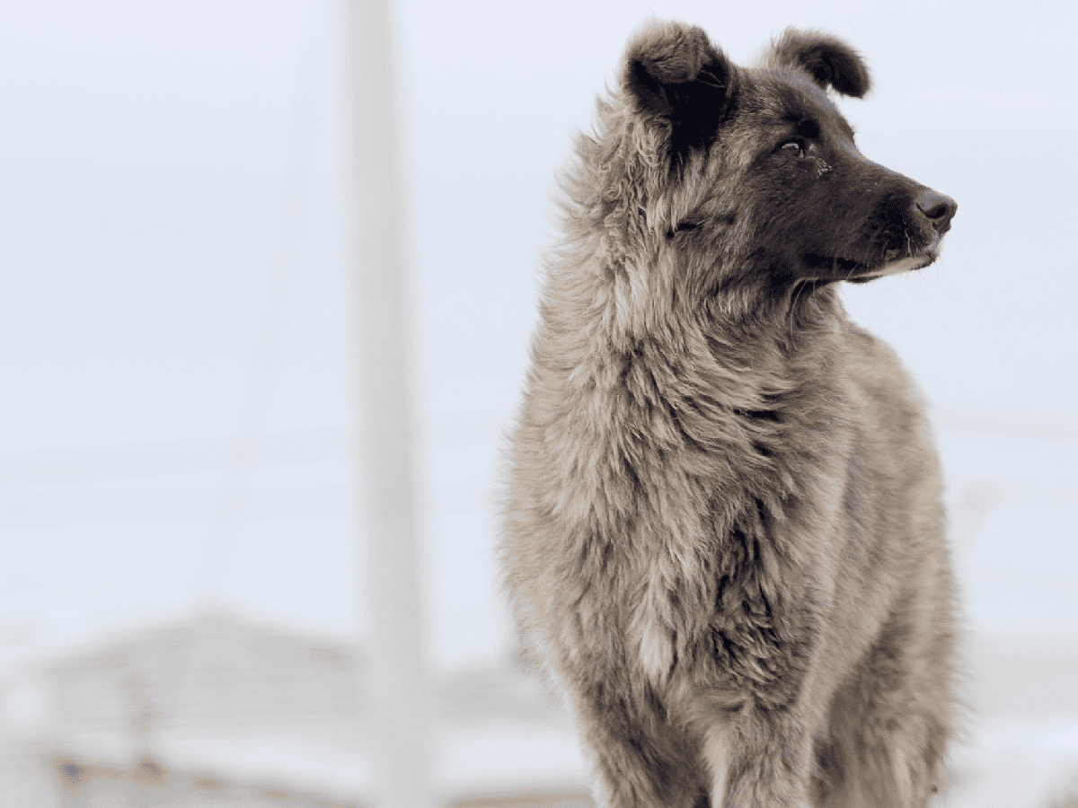 Perros en Tierra del Fuego, un drama que atenta a la isla reflejado en un filme 